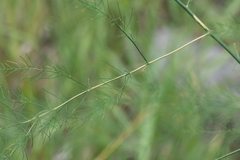 Asparagus officinalis