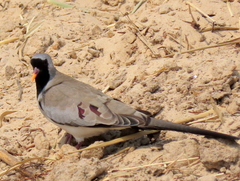 Oena capensis capensis