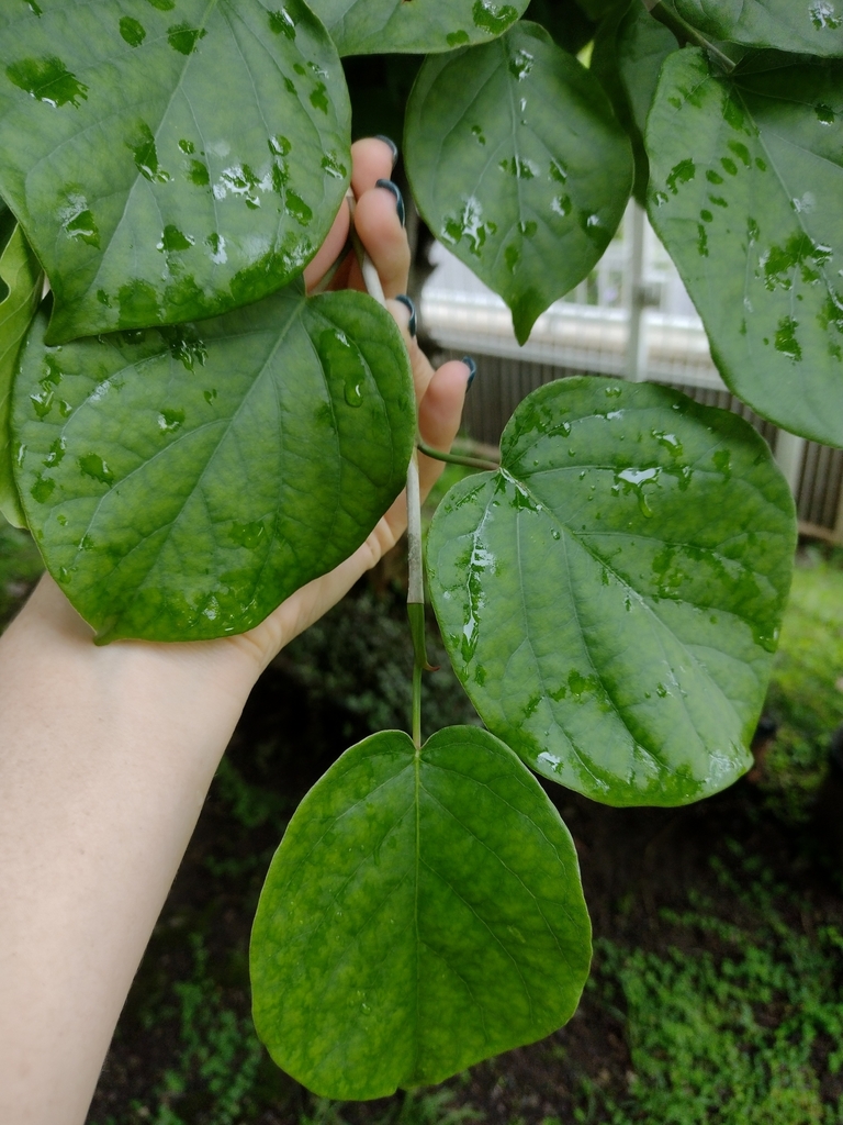 Coccoloba Acapulcensis From Artesano De Los Sentidos On September At Pm By