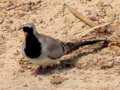 Oena capensis capensis