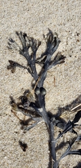 Ascophyllum nodosum