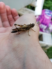 Melanoplus fasciatus