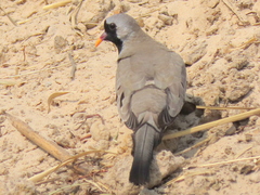 Oena capensis capensis