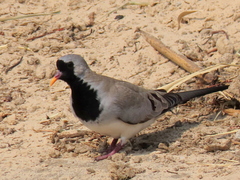 Oena capensis capensis