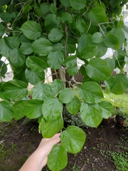 Coccoloba acapulcensis