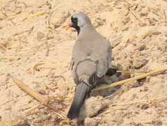 Oena capensis capensis