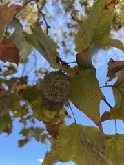 Platanus racemosa