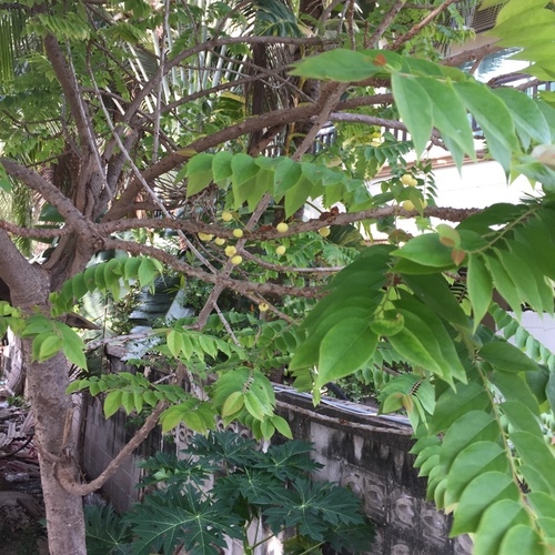 Phyllanthus acidus