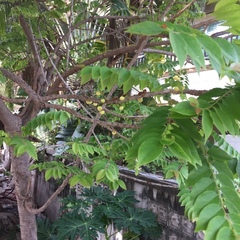 Phyllanthus acidus