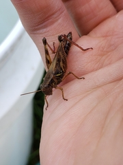 Melanoplus fasciatus