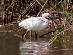 Egretta garzetta garzetta