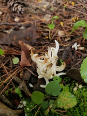 Clavulina rugosa