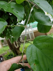 Coccoloba acapulcensis