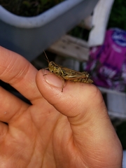 Melanoplus fasciatus