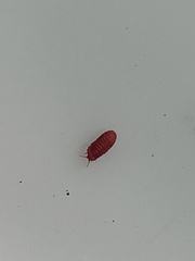 Neosteingelia texana