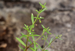 Oldenlandia corymbosa var. caespitosa image