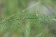 Asparagus officinalis