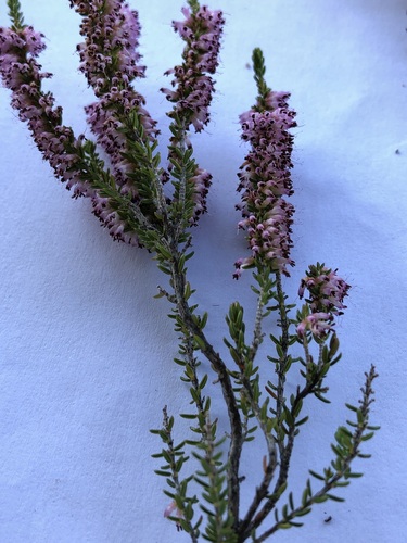 Image of Erica glabra by (c) Caroline Voget, some rights reserved (CC BY)