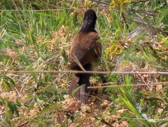 Centropus cupreicaudus
