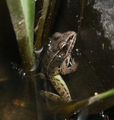 Lithobates sphenocephalus utricularius
