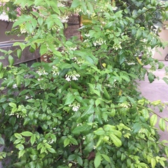 Wrightia religiosa