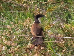 Centropus cupreicaudus