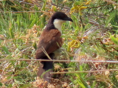 Centropus cupreicaudus
