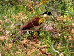 Centropus cupreicaudus