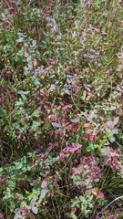 Hypericum virginicum