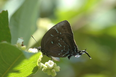 Denivia theocritus