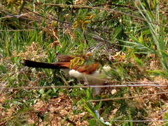 Centropus cupreicaudus