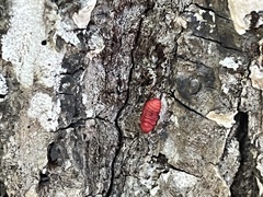 Neosteingelia texana