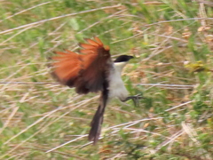 Centropus cupreicaudus