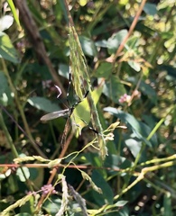 Bittacomorpha clavipes