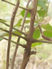 Zanha africana