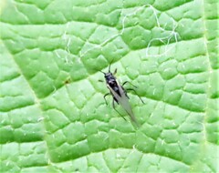 Periphyllus testudinaceus