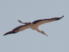 Mycteria ibis