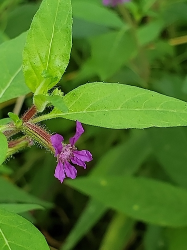 Blue waxweed (Cuphea viscosissima)