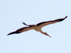 Mycteria ibis