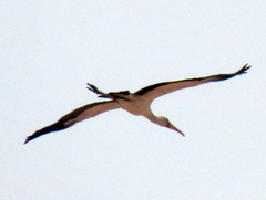 Mycteria ibis