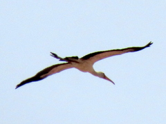 Mycteria ibis