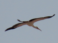 Mycteria ibis