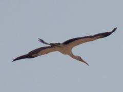 Mycteria ibis