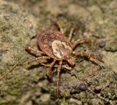Amblyomma