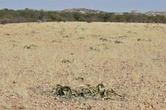 Welwitschia mirabilis