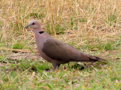 Streptopelia semitorquata