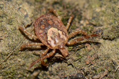 Amblyomma