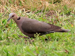 Streptopelia semitorquata