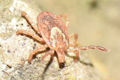 Amblyomma