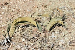 Welwitschia mirabilis image